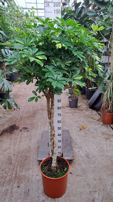 <h4>Schefflera arbor. 'Gold Capella'</h4>