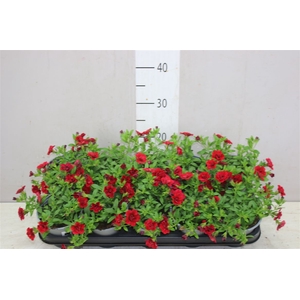 Calibrachoa Doubble Magenta