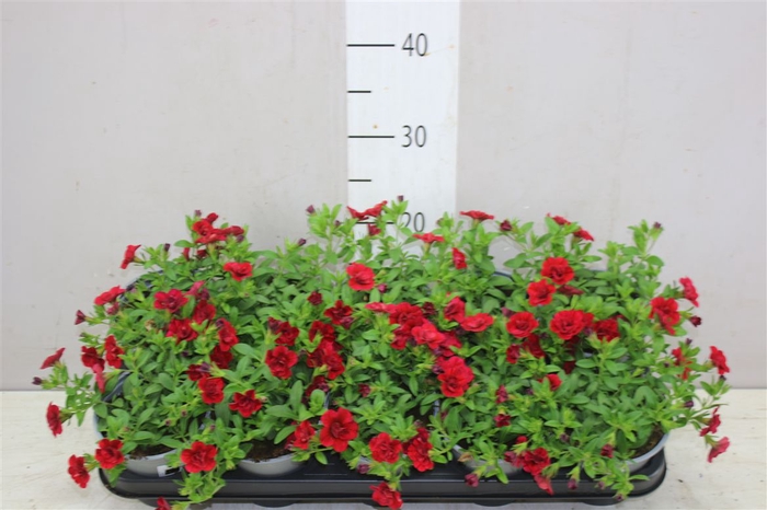 <h4>Calibrachoa Doubble Magenta</h4>