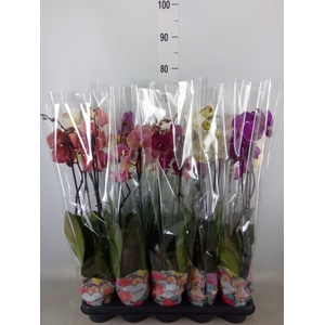 Phalaenopsis   ...mix  5
