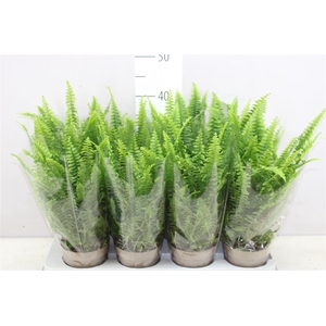 Nephrolepis 'green Lady' In Blanco Hoes