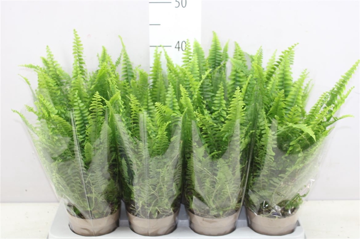 <h4>Nephrolepis 'green Lady' In Blanco Hoes</h4>