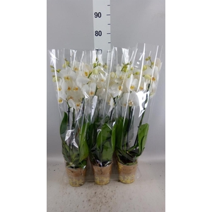 Phalaenopsis   ...white