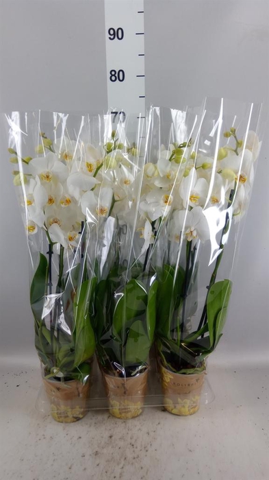 <h4>Phalaenopsis   ...white</h4>