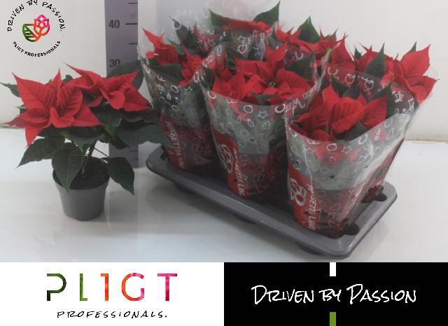 <h4>EUPHOR P CHR F RED</h4>