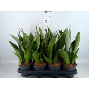 Sansevieria trifa. 'Moonshine'