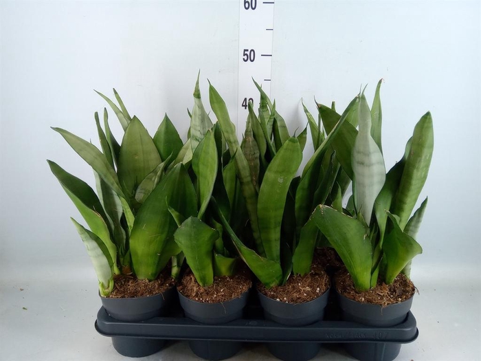 <h4>Sansevieria trifa. 'Moonshine'</h4>