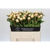 Paeonia Mary E. Nicholls