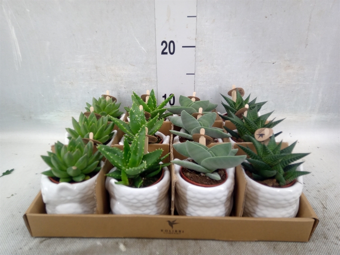 <h4>Succulents   ...mix 3</h4>