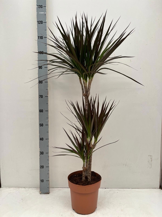 <h4>DRA MARG MAGENTA</h4>