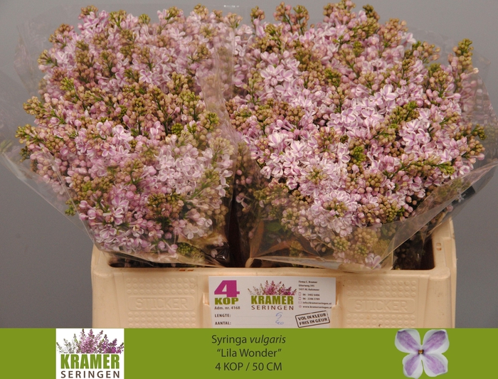 <h4>SYR V LILA WONDER</h4>