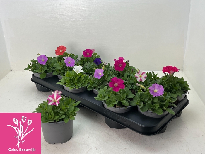 <h4>PET PICOB GEM</h4>