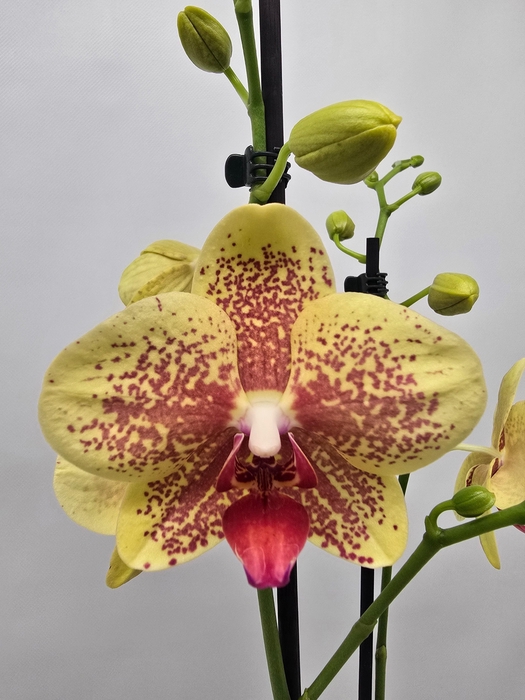 <h4>Limited 10 week 15</h4>