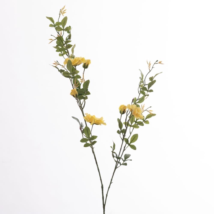 Af Rosa Wild L131cm Yellow