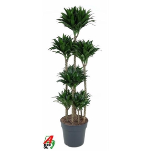 Dracaena fra Compacta Grp 'Compacta'