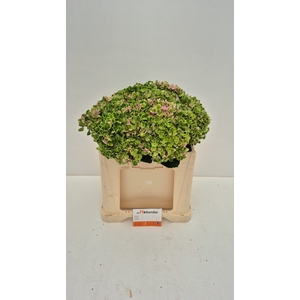 Hydr M Mag Coral Gr