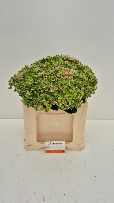 <h4>Hydr M Mag Coral Gr</h4>