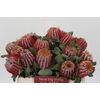Banksia Coccinea
