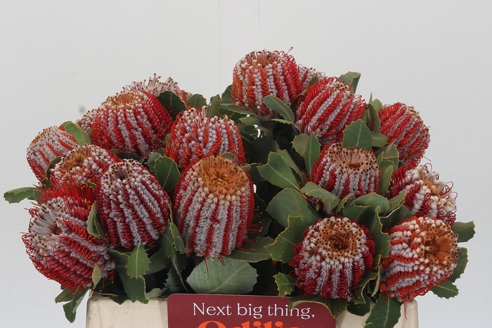 <h4>Banksia Coccinea</h4>