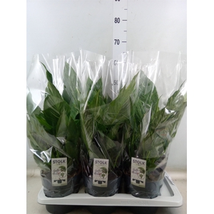 Spathiphyllum  'Diamond'