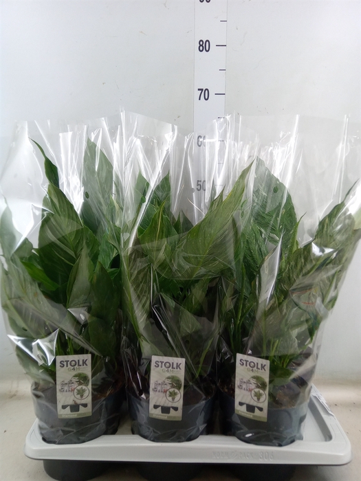 <h4>Spathiphyllum  'Diamond'</h4>