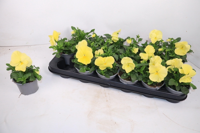 <h4>VIO WI EVO LEMON</h4>