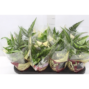 RUMOHRA ADIANTIFORMIS VARIEGATA P15