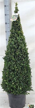 <h4>Buxu Se Pyramidalis</h4>