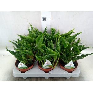 Epipremnum   ...