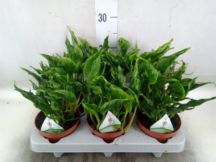 <h4>Epipremnum   ...</h4>