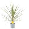 <h4>24cm 1 stek/pot</h4>