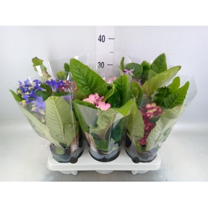 Streptocarpus   ...mix