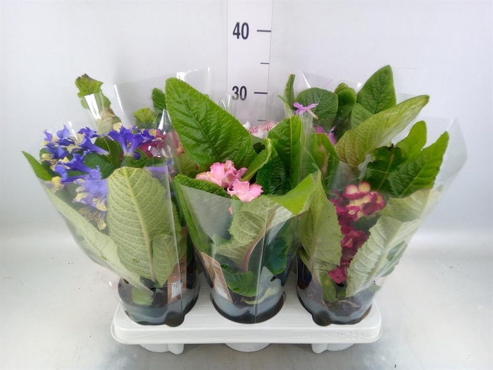 <h4>Streptocarpus   ...mix</h4>