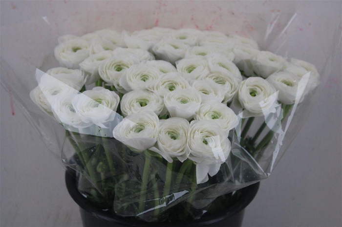 <h4>Ran Cloni Ex White Succes</h4>