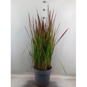 Imperata cylindrica 'Red Baron'