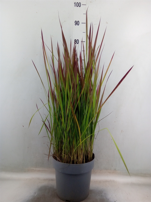 <h4>Imperata cylindrica 'Red Baron'</h4>