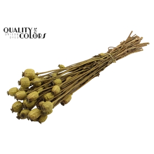 Papaver per bunch Olive