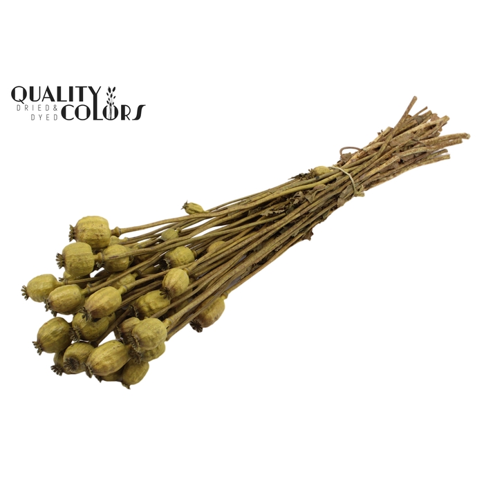 <h4>Papaver per bunch Olive</h4>