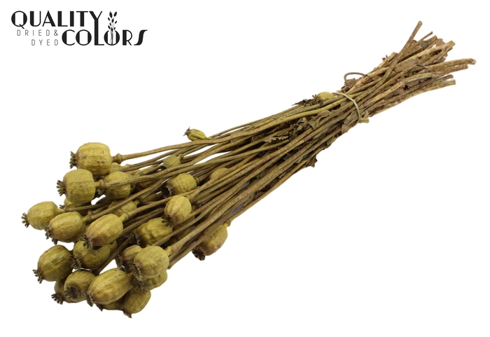 <h4>Papaver per bunch Olive</h4>