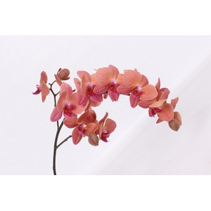 PHAL ULTIMATE BROWN TAK 9+