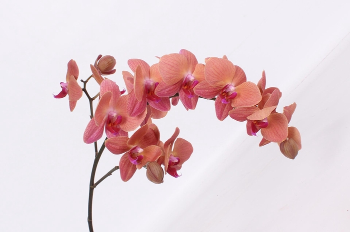 <h4>PHAL ULTIMATE BROWN TAK 9+</h4>
