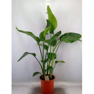 Strelitzia nicolai