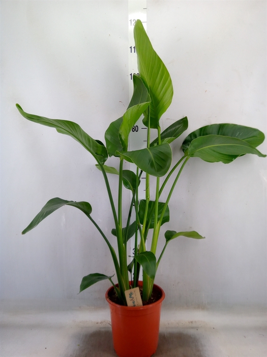 <h4>Strelitzia nicolai</h4>