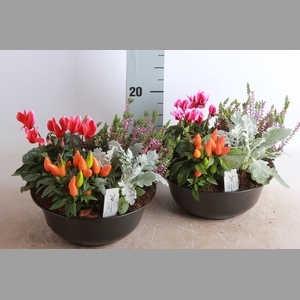 ARR TUINPLANTEN