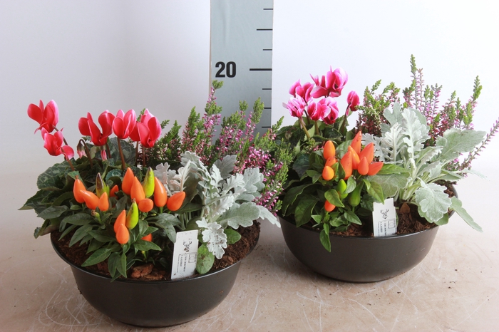 <h4>ARR TUINPLANTEN</h4>