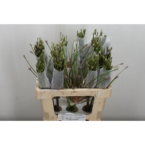 Allium Schubertii X18