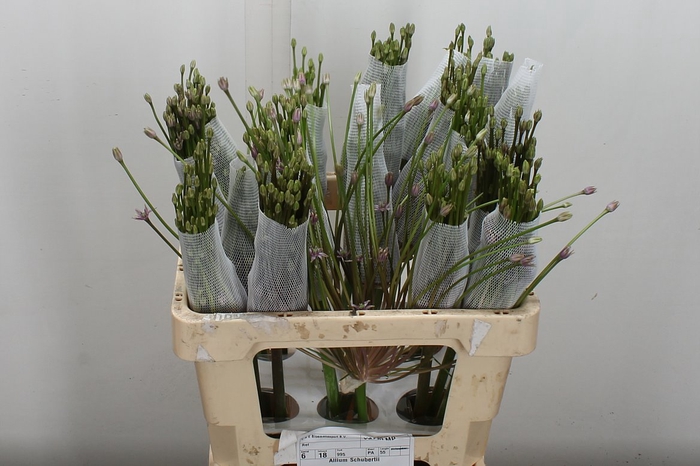 <h4>Allium Schubertii</h4>