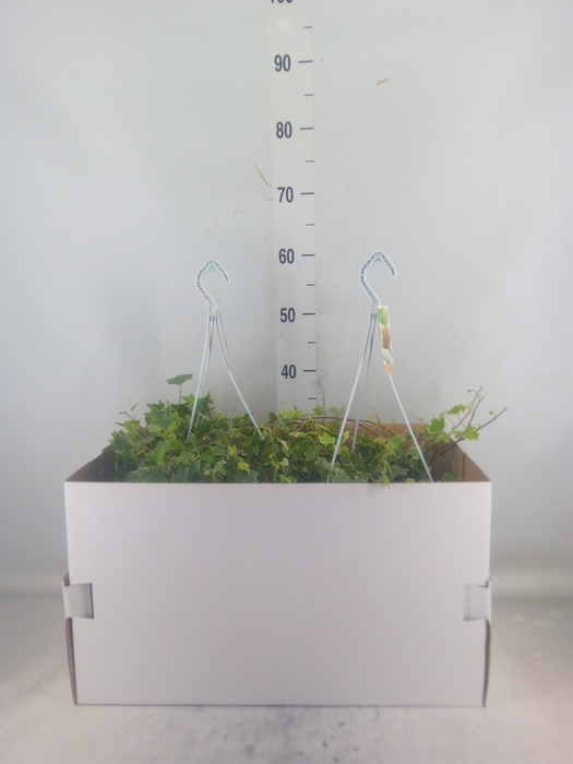 <h4>Hedera helix 'Eva'</h4>
