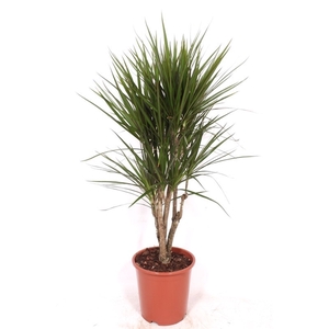 Dracaena marginata