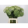 Ammi Visnaga